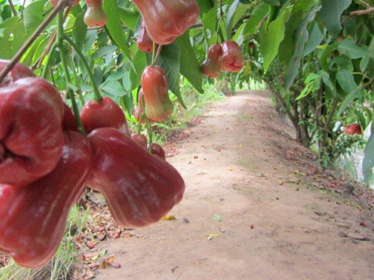 DU LỊCH MIỀN TÂY 1 NGÀY